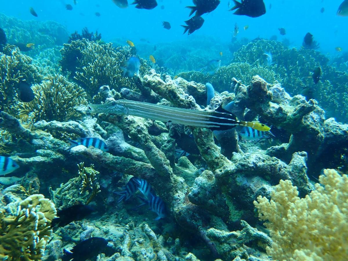 The High Dive Gili Gede By Ultimate Resorts Dış mekan fotoğraf