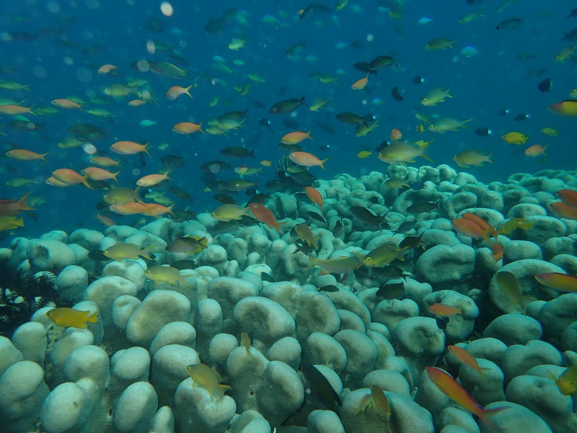 The High Dive Gili Gede By Ultimate Resorts Dış mekan fotoğraf